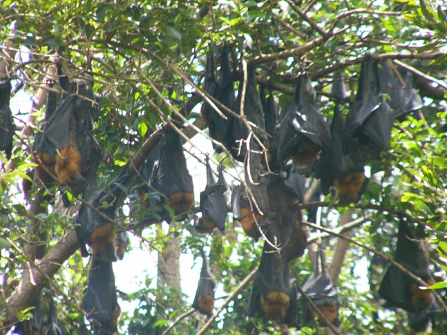 Flying Foxes